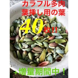 【初出品❗️★葉挿しモリモリ40枚 +今だけ増量中パック★】 (その他)