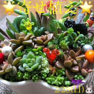 多肉植物❤︎寄せ植え❤︎黒猫のかくれんぼ♪(その他)