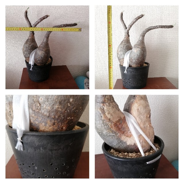 発根開始]パキポディウム グラキリス 現地輸入株2頭 二頭 ダブルヘッド