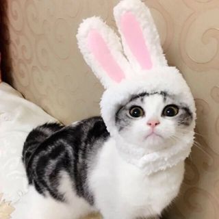 かぶりもの　うさぎ　ペット用　新品　ふわもこ　小型犬　猫(ペット服/アクセサリー)