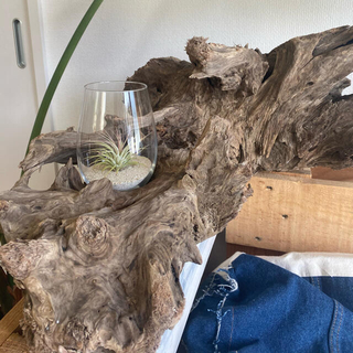 ラスト1点！ インテリア 流木アート テーブル スツール オブジェ 観葉植物