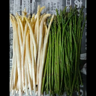 佐賀県産極細ホワイト&グリーンアスパラ1.5キロ(訳あり)(野菜)