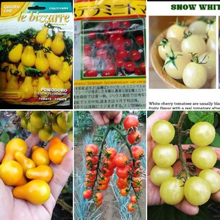 ベランダ菜園に最適！カラフルなミニトマトの種 赤白黄色 10粒ずつ(その他)