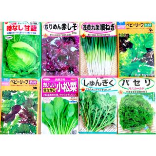 オススメ！手軽に栽培できる8種類セット✨野菜の種 家庭菜園にピッタリ 葉物野菜(野菜)