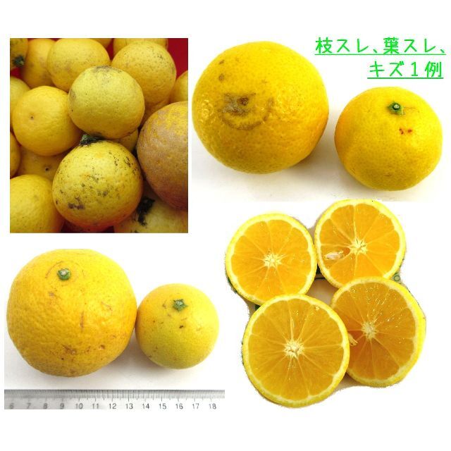 maimaiko1995様専用☆ 加工用20ｋ湘南ゴールド 🍊訳あり不選別 食品/飲料/酒の食品(フルーツ)の商品写真