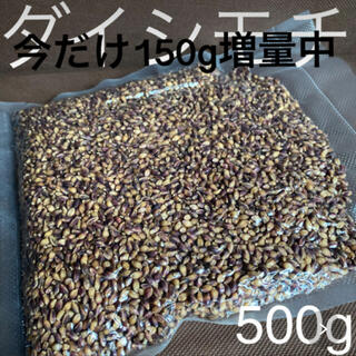 ダイシモチ玄麦500g今だけプラス150g増量中(米/穀物)