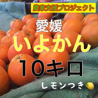 伊予柑10キロ(フルーツ)