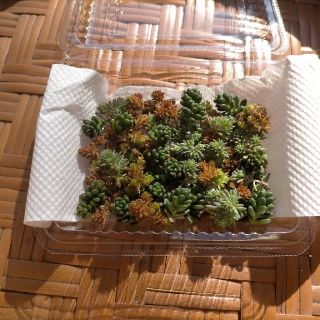 多肉植物3種カット苗(その他)