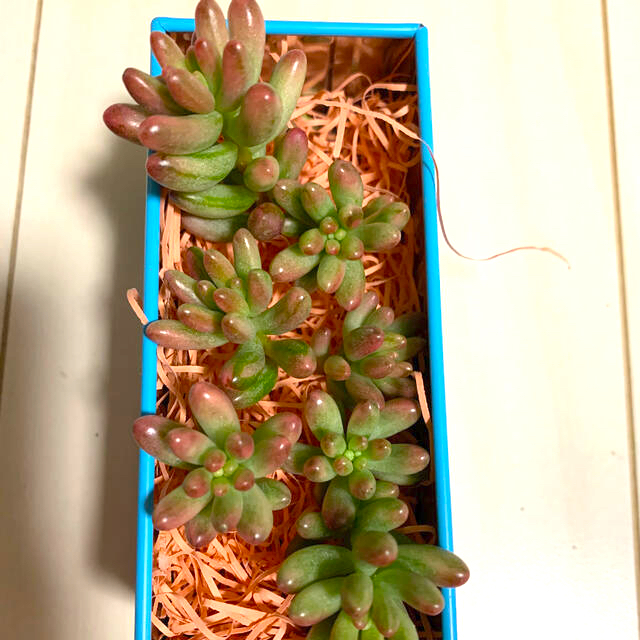 人気特価 多肉植物 セダム オーロラ☆ その他 人気特価 多肉植物 セダム オーロラ☆ その他