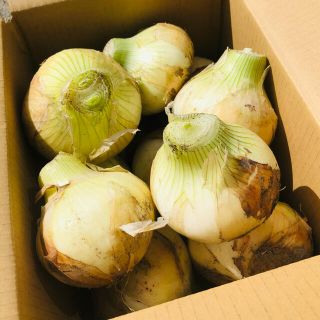 淡路島産　新玉ねぎ　たまねぎ　約3kg 玉ねぎ　栽培期間中農薬不使用(野菜)