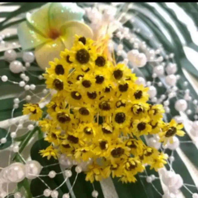 スターフラワーブロッサムひまわりカラー 80輪 ハーバリウム花材 ハンドメイドのフラワー/ガーデン(ドライフラワー)の商品写真