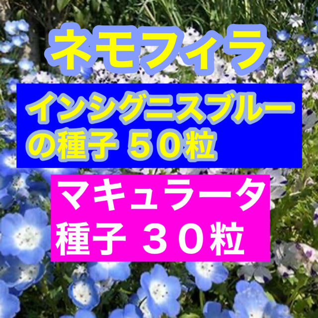 【最安値】ネモフィラ インシグニスブルー50粒、マキュラータ30粒。お洒落セット ハンドメイドのフラワー/ガーデン(その他)の商品写真