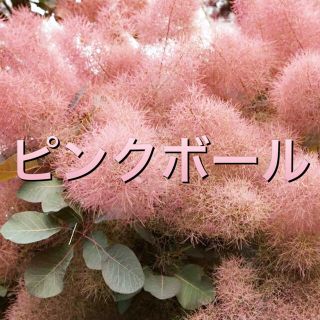 スモークツリー苗ピンクボール苗木   花木(その他)