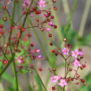 花の種  ハゼラン(3時草)の種(ドライフラワー)