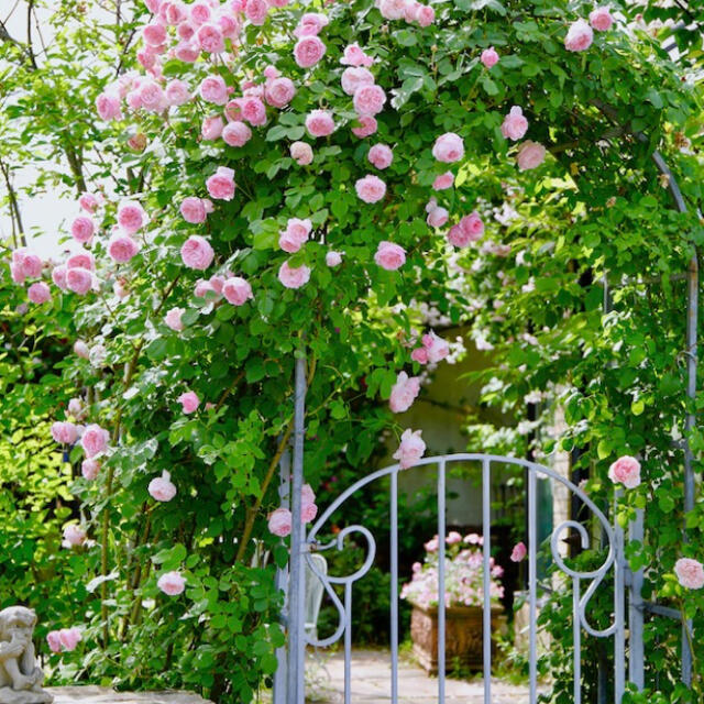 つるバラ　群舞　挿し木苗　根っこ付き　ピンク　バラ苗 ハンドメイドのフラワー/ガーデン(その他)の商品写真