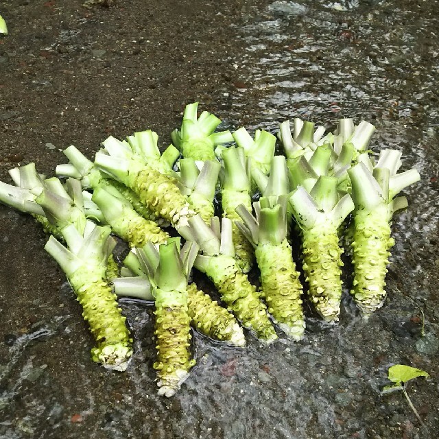 伊豆天城産山葵市場規格500グラム