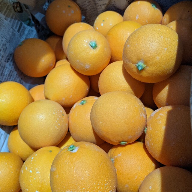 佐賀県産　ネーブルオレンジ５キロ 食品/飲料/酒の食品(フルーツ)の商品写真