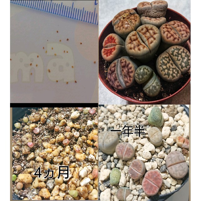 リトープス ミックス種子 30粒＋α 発芽説明入り ハンドメイドのフラワー/ガーデン(その他)の商品写真