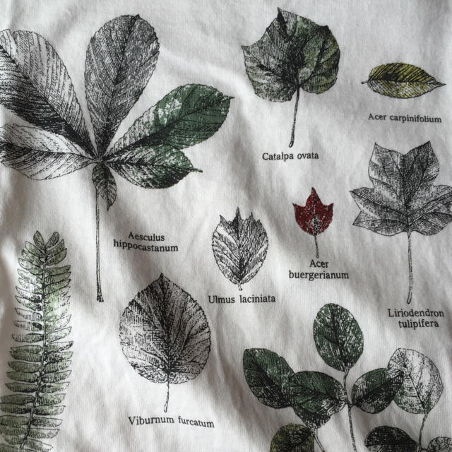 FELISSIMO(フェリシモ)の植物図鑑？今期Ｔシャツ レディースのトップス(Tシャツ(半袖/袖なし))の商品写真