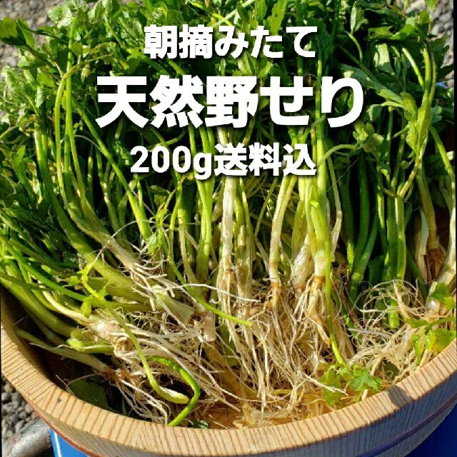 専用セリ約800.g　春の山菜　芹鍋に