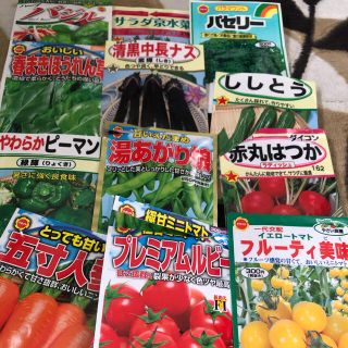 夏野菜　種子セット　小分け　12種類(その他)