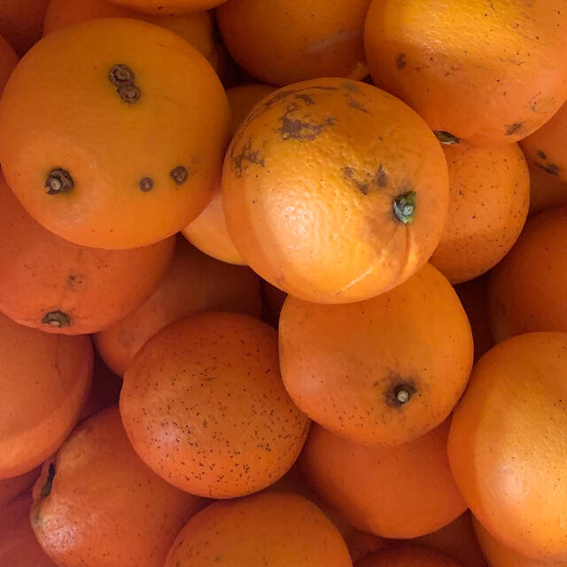 訳ありネーブルオレンジ 3キロとレモン2キロ 食品/飲料/酒の食品(フルーツ)の商品写真