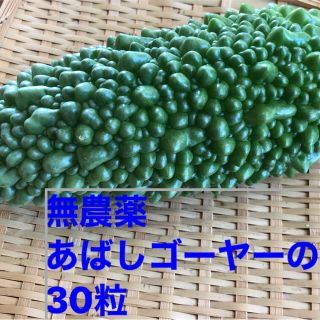 無農薬　あばしゴーヤーの種　30粒　2021年8月収穫(野菜)