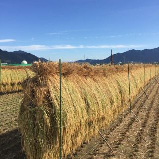 長野県産 天日干しコシヒカリ精米10kg(米/穀物)