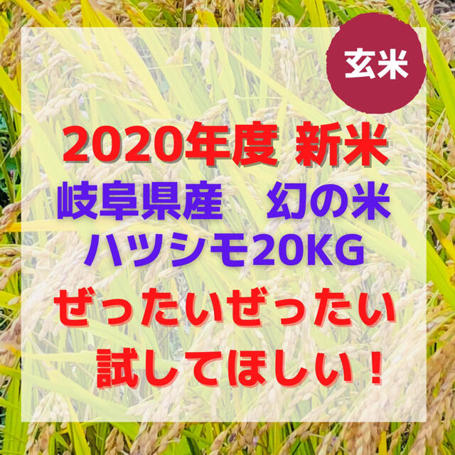 2020年度 収穫したて 岐阜県産ハツシモ　玄米20キロ米/穀物