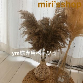 パンパスグラス　ym様専用ページ(ドライフラワー)