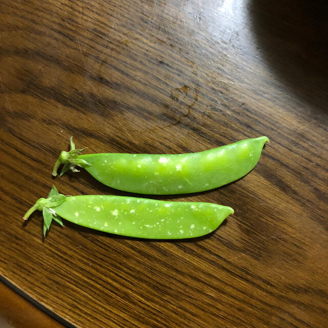 箱いっぱいのキヌサヤ 食品/飲料/酒の食品(野菜)の商品写真