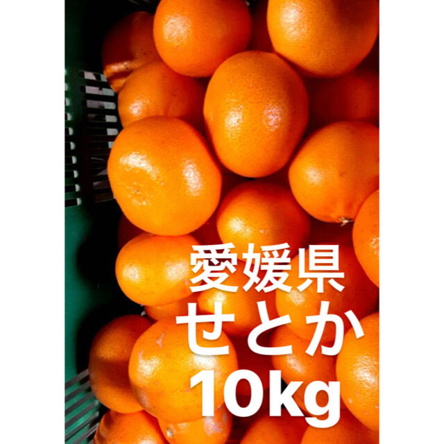 ●愛媛県　せとか　10kg