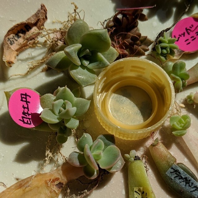 多肉植物　葉挿し　10種類セット　(全て発根発芽共に済み) ハンドメイドのフラワー/ガーデン(ドライフラワー)の商品写真