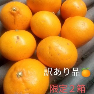 せとか（有田産）訳あり品　限定２箱!(フルーツ)