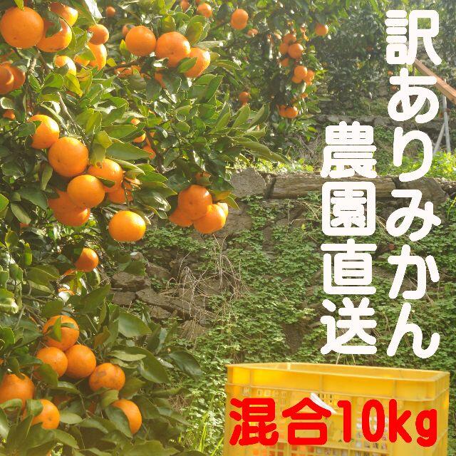 蔵出しみかん♪下津産　混合１０ｋｇ訳あり品　和歌山県から農園直送！ 食品/飲料/酒の食品(フルーツ)の商品写真