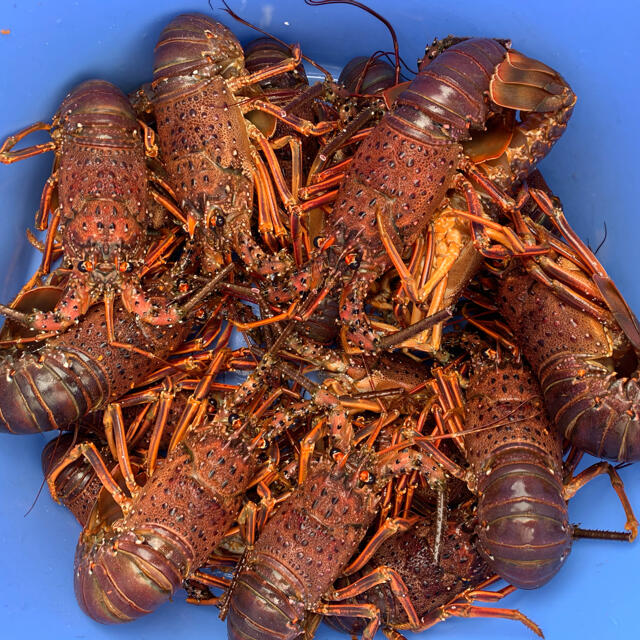 冷凍伊勢海老1キロ　魚介