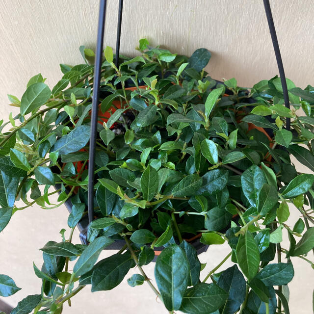 観葉植物 フィカス シャングリラ 蔓性ガジュマルの通販 By ビビここ S Shop ラクマ 観葉植物 フィカス シャングリラ 蔓性ガジュマルの通販 By ビビここ S Shop ラクマ