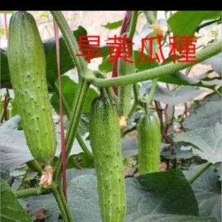 旱黄瓜種35粒(野菜)