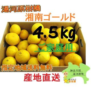 湘南ゴールド 🍊ご家庭用に♪ 4.5kg 訳あり不選別 4.5キロ 希少品種(フルーツ)