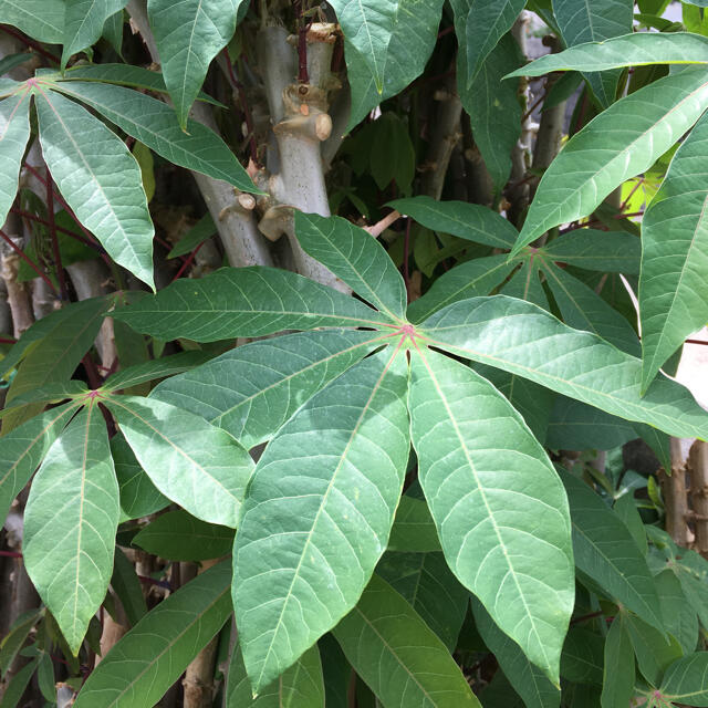 キャッサバ芋の苗 100本-