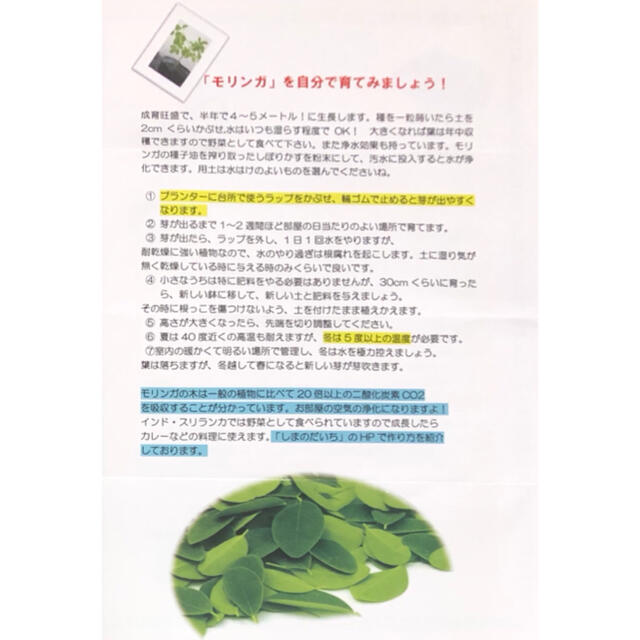 【アジア野菜の定番‼️】オマケ付 空芯菜の種 5ml エンツァイ 野菜 空心菜 食品/飲料/酒の食品(野菜)の商品写真