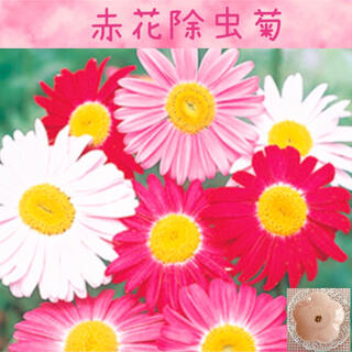 はっきりした色合いが可愛い♡『赤花除虫菊混合色』花の種20粒(その他)