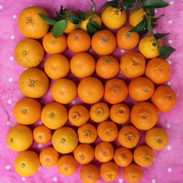 和歌山有田産 柑橘詰め合わせ 食品/飲料/酒の食品(フルーツ)の商品写真
