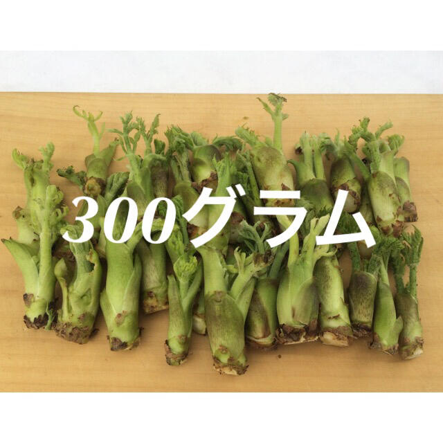 山形県産 タラの芽 水耕栽培 300グラム 食品/飲料/酒の食品(野菜)の商品写真