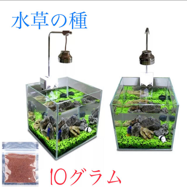 最安値 水草の種 アクアリウム 種から育てる水草 キューバパールグラス系 10gの通販 By Coco S Shop プロフ必読 ラクマ