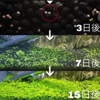 最安値 水草の種 アクアリウム 種から育てる水草 キューバパールグラス系 10gの通販 By Coco S Shop プロフ必読 ラクマ