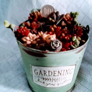 多肉植物☆寄植え☆１０種☆カット苗☆備品付き☆(その他)