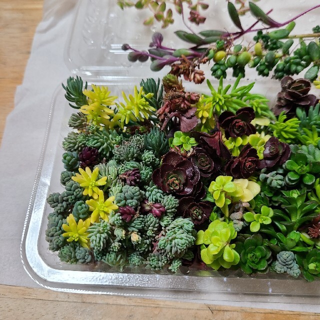 多肉植物　たっぷりモリモリ💪小モリセット ハンドメイドのフラワー/ガーデン(その他)の商品写真