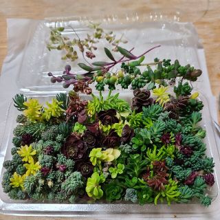 多肉植物　たっぷりモリモリ💪小モリセット(その他)