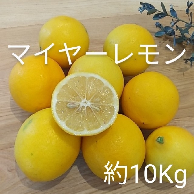 食品国産マイヤーレモン　約10Kg